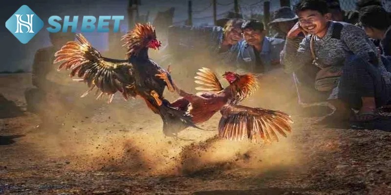 Tham gia Đá gà SHBET an toàn chất lượng
