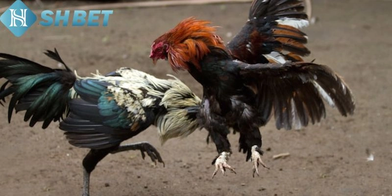 Đá gà SHBET có nhiều điểm nổi bật