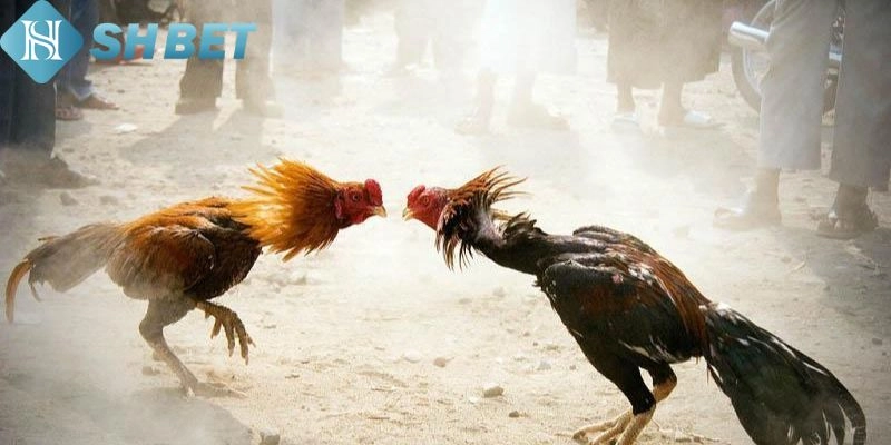 Mẹo thắng chọi kê hiệu quả đơn giản nhất